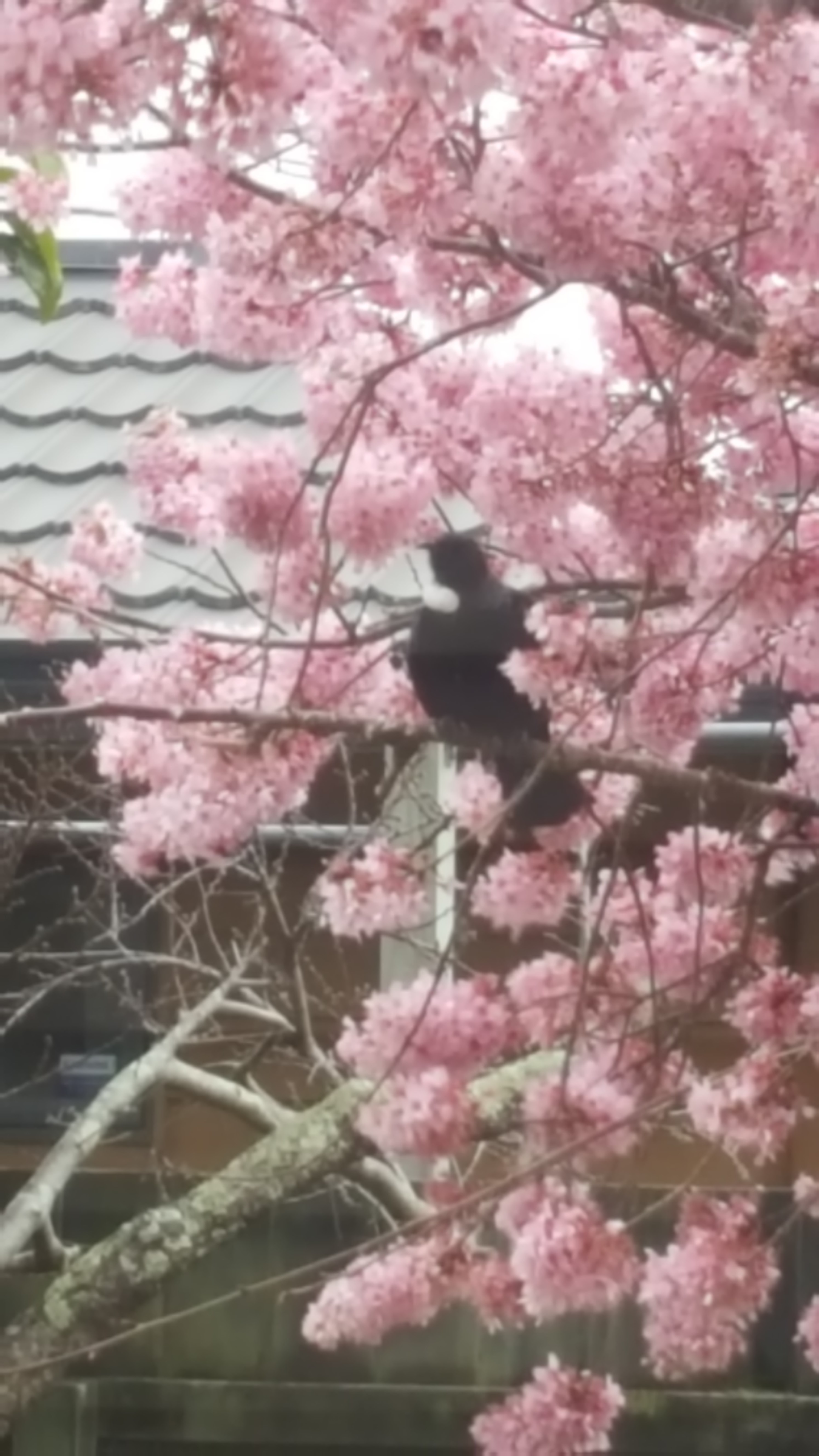 SPRING - Spring is nature's annual fling