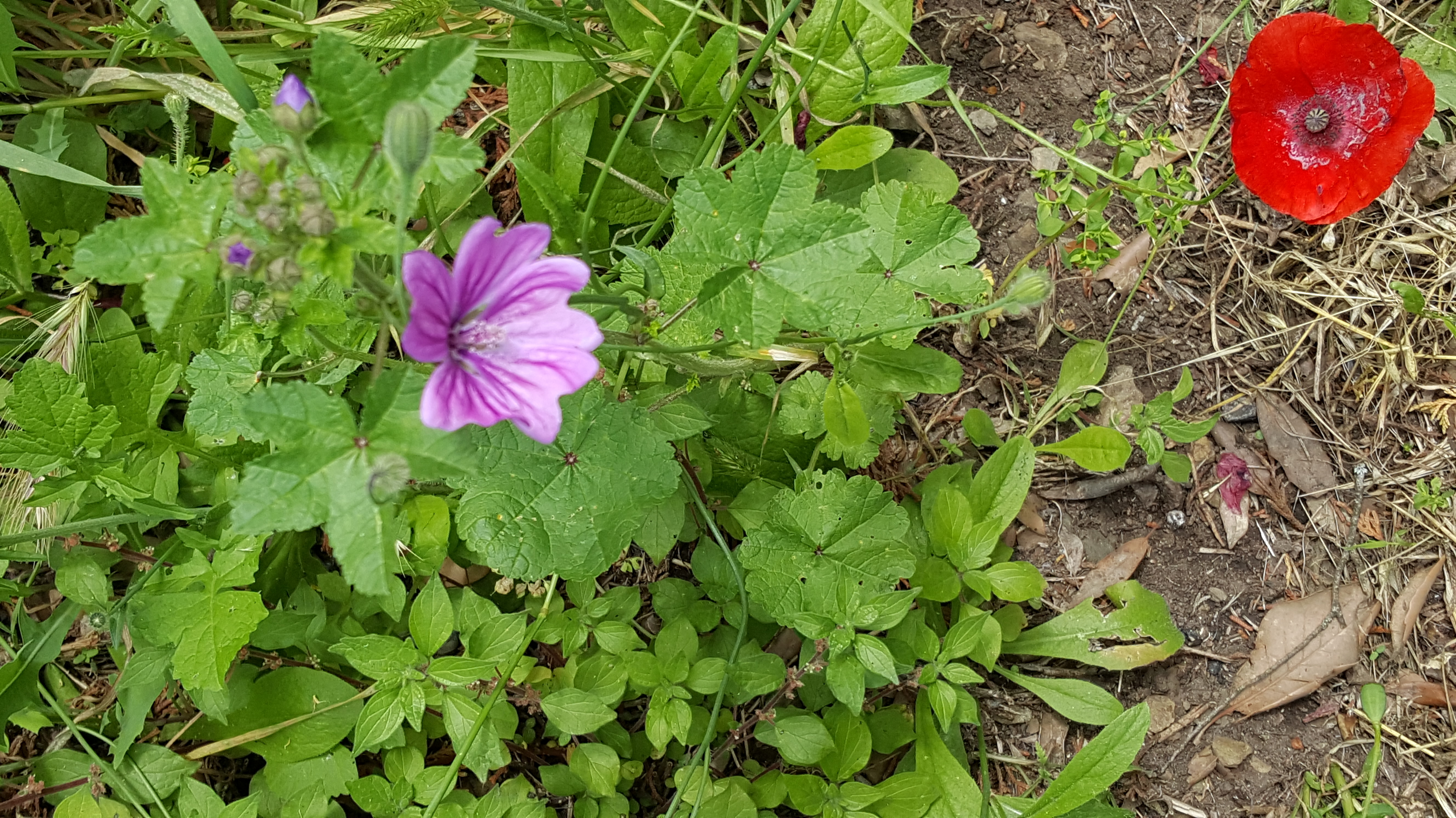 As a flower grows.....