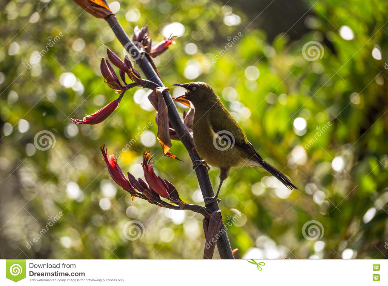 Where Will The Bellbird Sing?