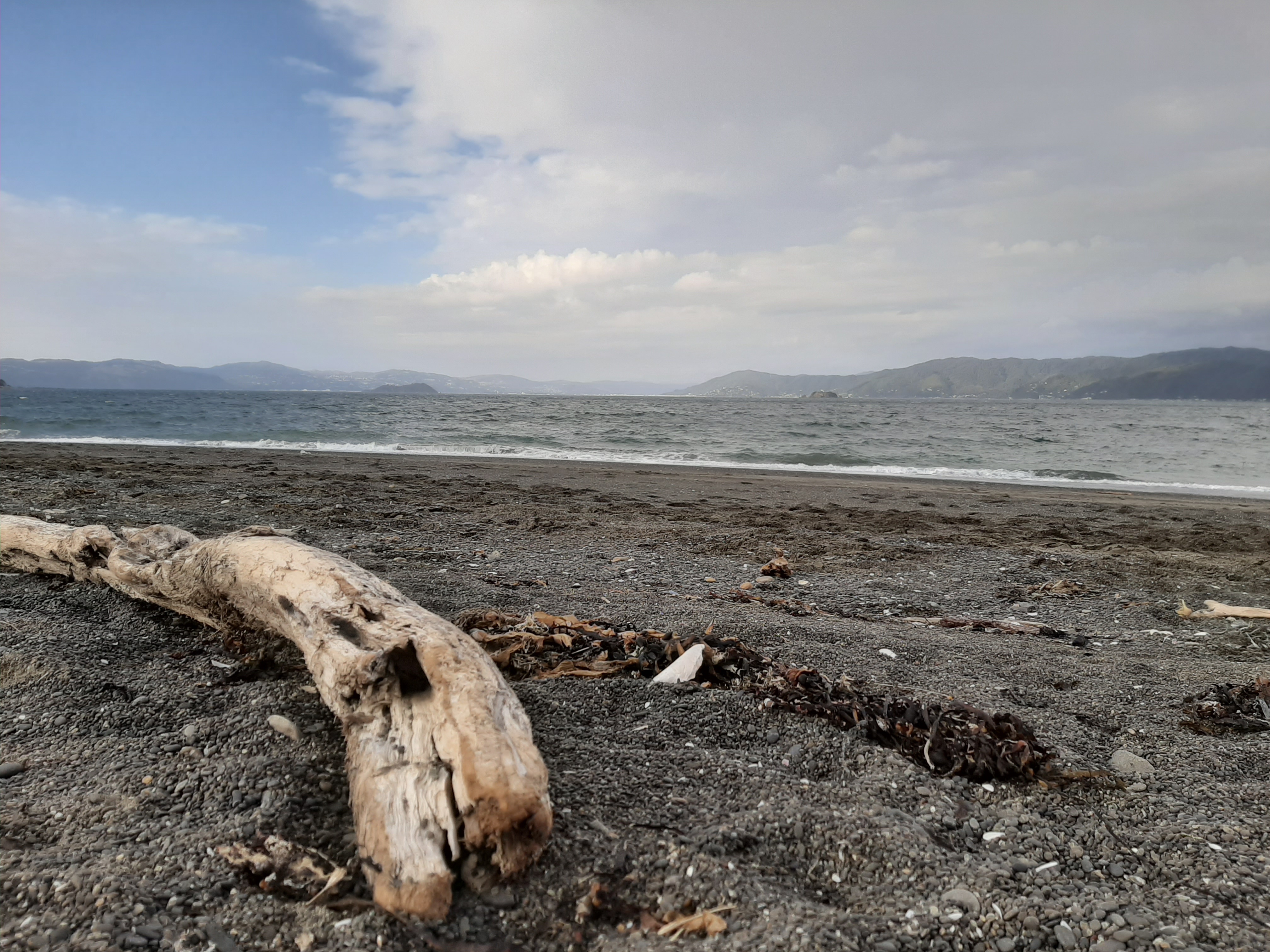 Driftwood